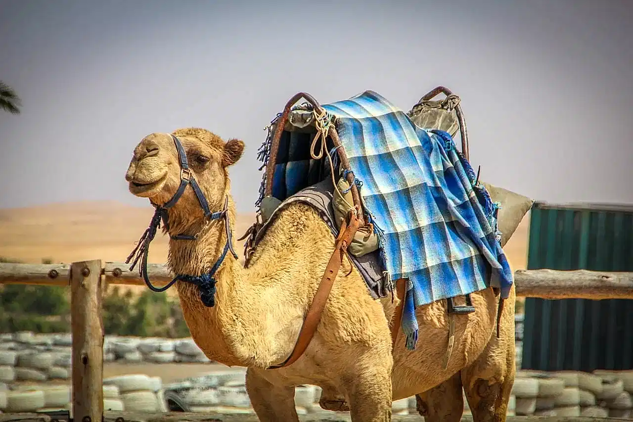 camel-4786220_1280